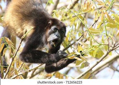 Howler Monkey; Playa Samara, Nicoya, Costa Rica
