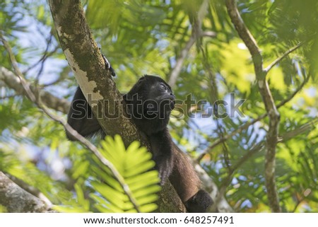 Howler Monkey in a Rain Forest Tree in Tortuguero National Park in Costa Rica