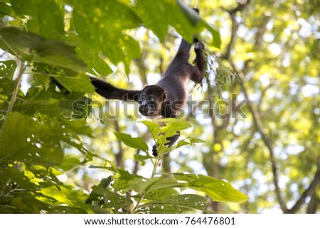 Howler Monkeys Nosara