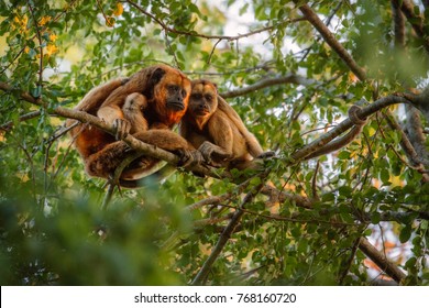 Howler monkeys really high on a giant tree in brazilian jungle. South american wildlife. Alouatta. Beautiful and rare monkey in the nature habitat.