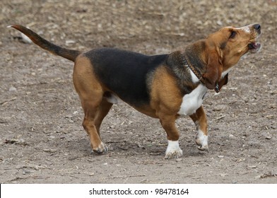 Howling Basset Hound In Off Leash Dog Park