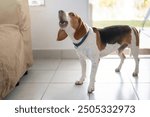 Howling beagle breed dog inside of house close up view