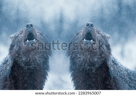 Howling canadian two wolf in winter against the background of snowing.