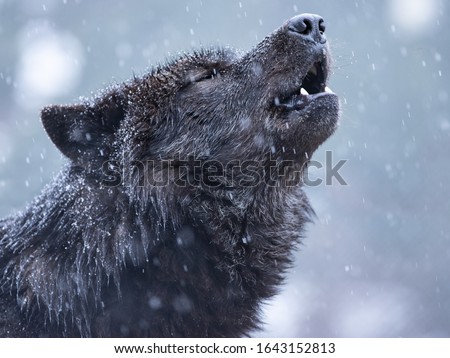 Howling canadian wolf in winter against the background of snowing.