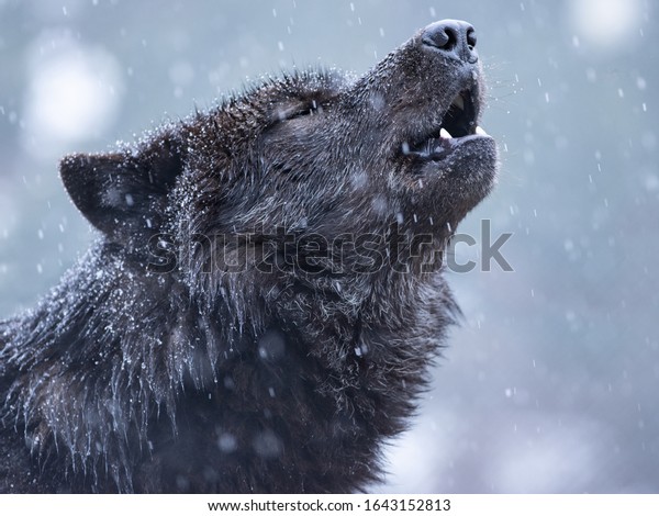Howling canadian wolf in winter against the\
background of snowing.