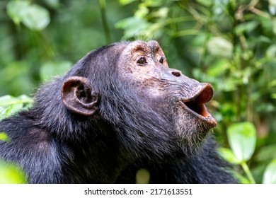 Howling chimpanzee, pan troglodytes, in the tropical rainforest of Kibale National Park, western Uganda. The park conservation programme means that some troupes are habituated for human contact.