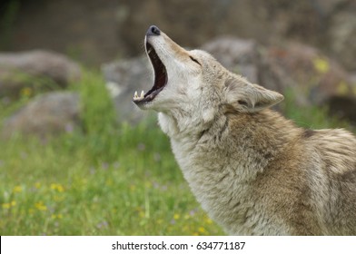 Howling Coyote in deep grass and flowers