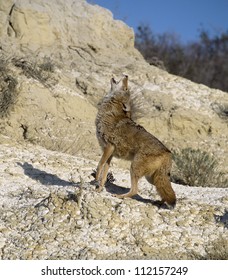 Howling coyote. Photographed in the Badlands, North Dakota