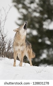 Howling Coyote in Snow