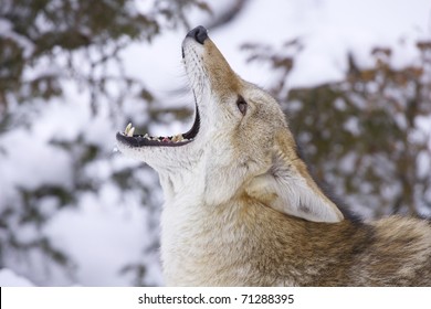 Howling Coyote with snow background