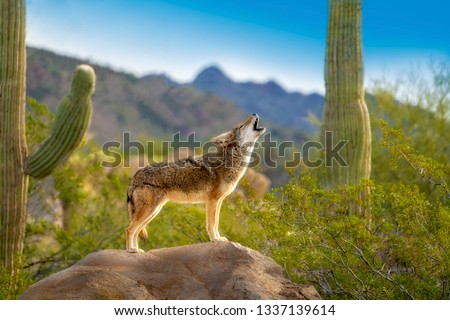Howling Coyote standing on Rock with Saguaro Cacti