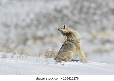Howling coyote in Yellowstone