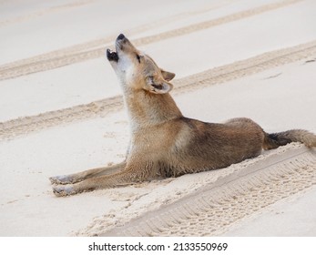 Howling Dingo At Fraser Island