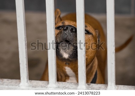 a howling dog at an animal shelter for found animals 