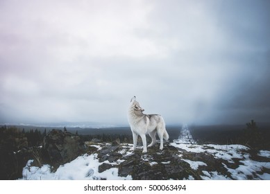 Howling Dog On Top Of A Mountain. Howling Wolf On Top Of The Mountain. A Wolf's Howl. Alpha