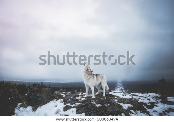 山の上で犬を遠吠え 山の上の狼の吠え声 狼の吠え声 アルファ の写真素材 今すぐ編集