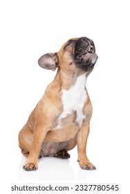 Howling French Bulldog puppy. isolated on white background