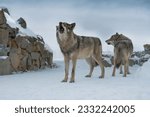 howling gray wolves on the background of stones