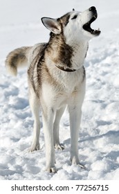 Howling Husky