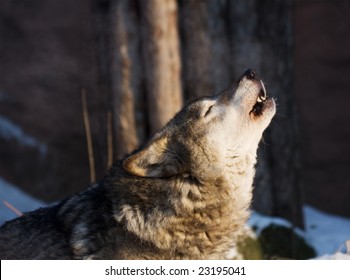 5,700 Gray wolf howling Images, Stock Photos & Vectors | Shutterstock