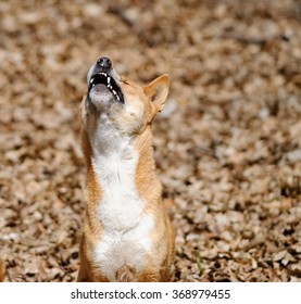 Howling New Guinea Singing Dog Close Up