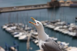 Howling Seagull On Top Of Yachting Harbor