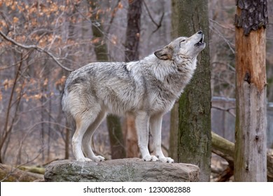 Howling Timber Wolf