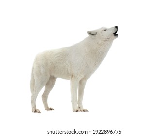 Howling White Arctic Wolf In Winter Isolated On White Background