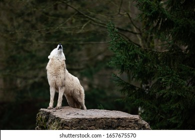 Howling Of White Wolf In The Forest