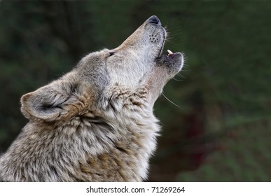 sad wolf howl