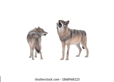 Howling Wolf And She-wolf Isolated On White Background