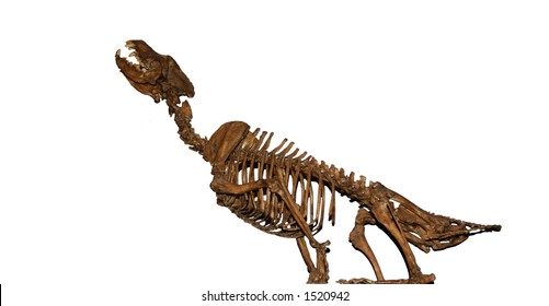 Howling Wolf Skeleton