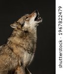 howling wolf, studio shot with black background, hybrid: 70% wolf, 30% dog