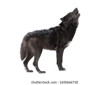 Howling Wolf Winter Isolated On A White Background.