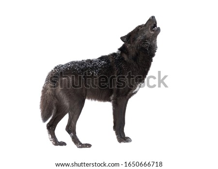 Howling wolf winter isolated on a white background.