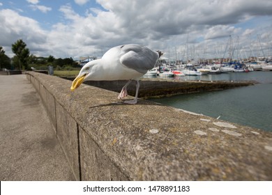 Howth, Co. Dublin / Ireland - August 2019 : Seagull Eating Potato Chip