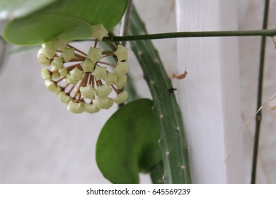 Hoya Australis, Commonly Known As The Waxvine Or Common Waxflower.