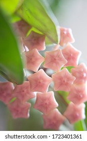 Hoya Carnosa Blooms about to open, Pink Hoya Flowers