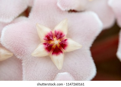 Hoya Carnosa Flowers