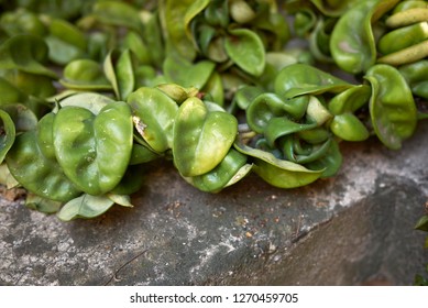 Hoya Carnosa Fresh Leaves
