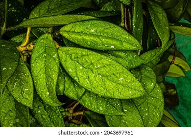 Hoya Carnosa Green Leaves With Rain Drops. Hoya Carnosa Wet Foliage, Houseplant Care. 