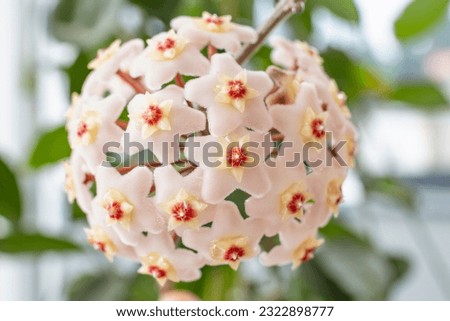 Hoya carnosa,   also known as porcelain flower, soft focus close up
