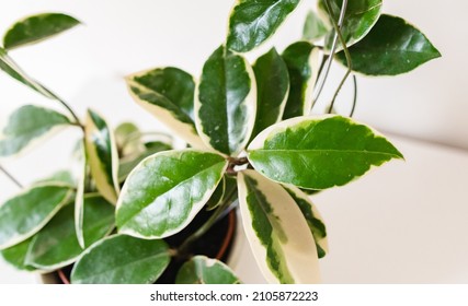 Hoya Carnosa Krimson Queen Plant