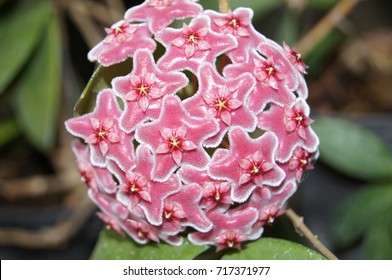 Hoya Carnosa Pink Flowers Soft Feathers Stock Photo (Edit Now) 717371977