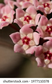 Hoya Chelsea Flowers Macro close-up of pink flowers with star-shaped centers