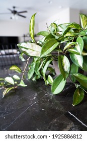 Hoya Crimson Princess Variegated Hoya Carnosa Indoor Houseplant