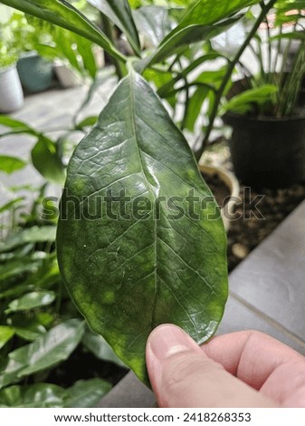 Hoya finlaysonii x vitellinoides has a nice veining pattern. Stock photo © 