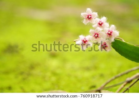 Hoya flower (H. Caudata Sumarta) on natural background. Beautiful flower.