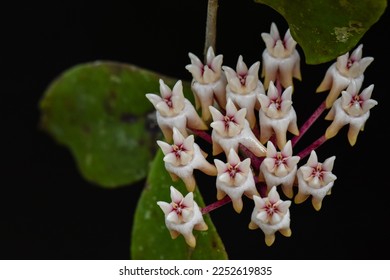 Hoya Flower from the Tropical Forest - Shutterstock ID 2252619835