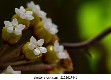 Hoya Flower from the Tropical Forest - Shutterstock ID 2252619841